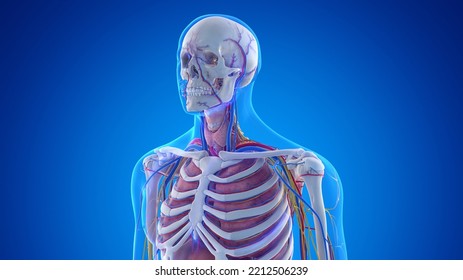 3d Rendered Medical Illustration Of The Male Upper Body Anatomy