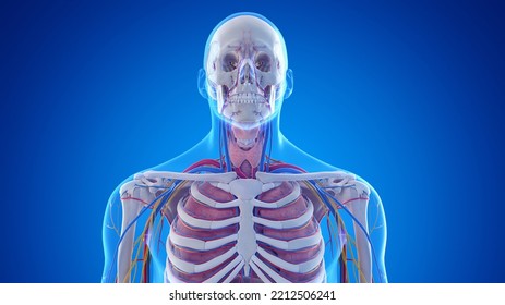 3d Rendered Medical Illustration Of The Male Upper Body Anatomy