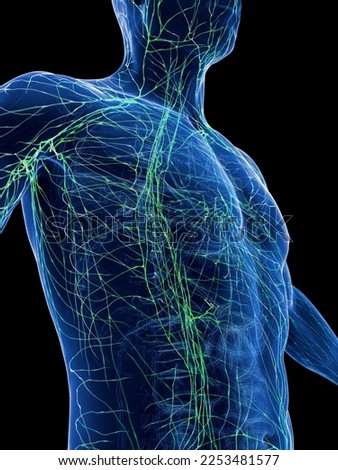 3D Rendered Medical Illustration of male anatomy - lymphatic system. plain black background. professional studio lighting. lateral inferior view Stock photo © 