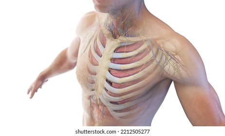 3d Rendered Medical Illustration Of The Upper Body Anatomy