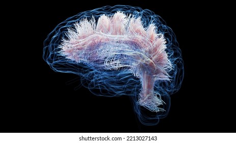 3d Rendered Medical Illustration Of White Brain Matter Fibres