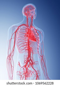 3d rendered medically accurate illustration of the vascular system