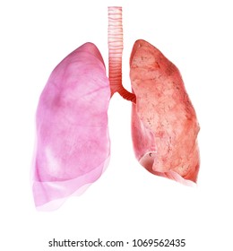 3d Rendered Medically Accurate Illustration Of The Lung And Pleura