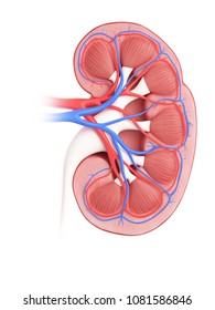 3d rendered, medically accurate illustration of a kidney cross-section