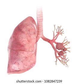 3d Rendered Medically Accurate Illustration Lung Stock Illustration ...