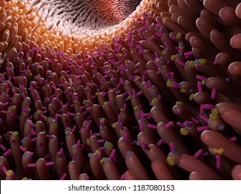 3d Rendered Medically Accurate Illustration Of The Gut Micro Biome