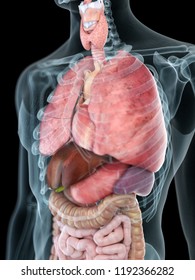 Thorax Anatomy Hd Stock Images Shutterstock Thorax Anatomy Hd Stock Images Shutterstock