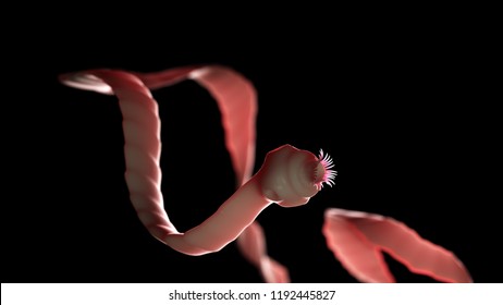 3d Rendered Medically Accurate Illustration Of A Tape Worm