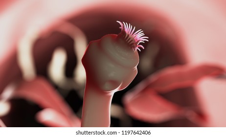 3d Rendered Medically Accurate Illustration Of A Tape Worm