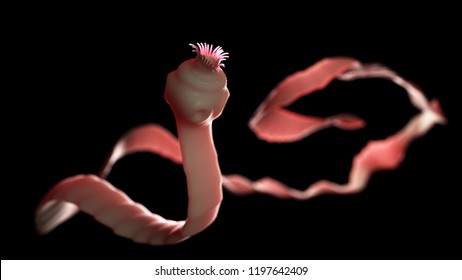 3d rendered medically accurate illustration of a tape worm