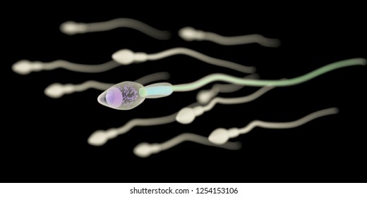Sperm 3d