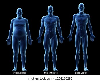 3d rendered medically accurate illustration of the male body types