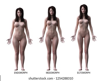 3d rendered medically accurate illustration of the female body types