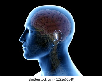 3d Rendered Medically Accurate Illustration Of The Fourth Ventricle