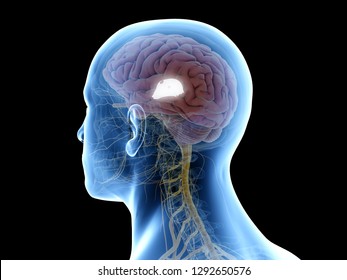 3d Rendered Medically Accurate Illustration Of The Third Ventricle, 