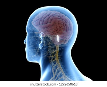 3d Rendered Medically Accurate Illustration Of The Fourth Ventricle