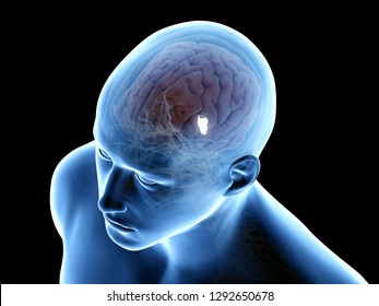 3d Rendered Medically Accurate Illustration Of The Fourth Ventricle