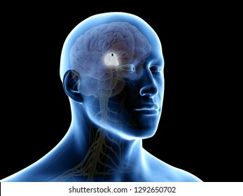 3d Rendered Medically Accurate Illustration Of The Third Ventricle