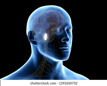 3d Rendered Medically Accurate Illustration Of The Fourth Ventricle