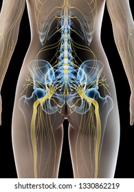 3d rendered medically accurate illustration of a females sciatic nerve