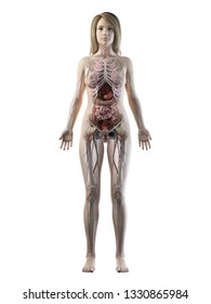 3d Rendered Medically Accurate Illustration Of A Females Full Body Anatomy