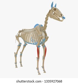 3d rendered medically accurate illustration of the equine muscle anatomy - Common Digital Extensor
