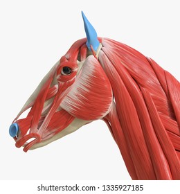 3d rendered medically accurate illustration of the equine muscle anatomy - head muscles