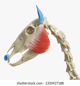 3d rendered medically accurate illustration of the equine muscle anatomy - Masseter