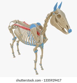 3d rendered medically accurate illustration of the equine muscle anatomy - Iliocostalis