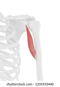 3d rendered medically accurate illustration of the Coracobrachialis