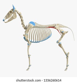 3d rendered medically accurate illustration of the equine muscle anatomy - Psoas Major