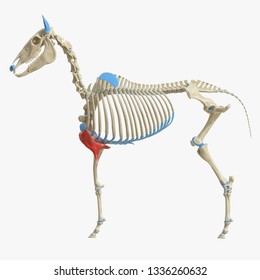 3d rendered medically accurate illustration of the equine muscle anatomy - Pectoralis Transversus