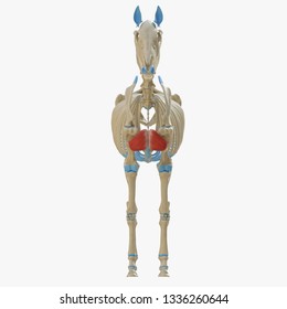 3d rendered medically accurate illustration of the equine muscle anatomy - Pectoralis Descendens