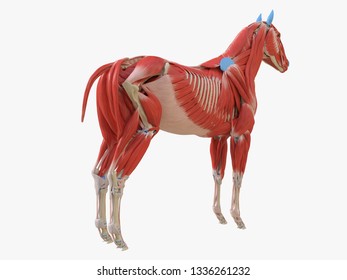 3d rendered medically accurate illustration of the equine muscle anatomy