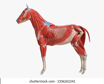 3d rendered medically accurate illustration of the equine muscle anatomy