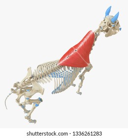 3d rendered medically accurate illustration of the equine muscle anatomy - Trapezius