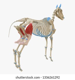 3d rendered medically accurate illustration of the equine muscle anatomy - Tensor Fascia Lata