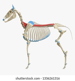 3d rendered medically accurate illustration of the equine muscle anatomy - Spinalis