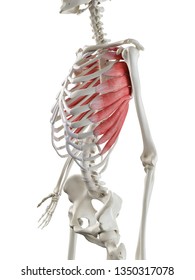 3d rendered medically accurate illustration of a womans Serratus Anterior
