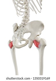 3d rendered medically accurate illustration of a womans Quadratus Femoris - Shutterstock ID 1350319169