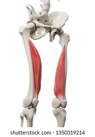 3d rendered medically accurate illustration of a womans Vastus Medialis - Shutterstock ID 1350319214