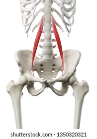 Psoas Images, Stock Photos & Vectors | Shutterstock