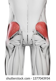 3d Rendered Medically Accurate Illustration Gluteus Stock Illustration ...