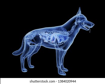 what organs are on the right side of a dogs body