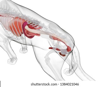 犬 お腹 のイラスト素材 画像 ベクター画像 Shutterstock