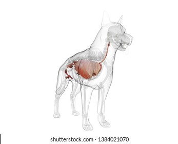 3D gerenderte medizinisch korrekte Abbildung eines Hundes innere Organe