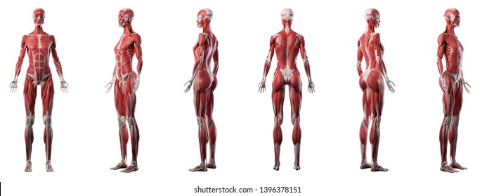 3d rendered medically accurate illustration of a womans muscle system