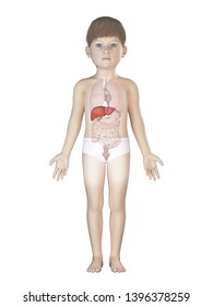 3d rendered medically accurate illustration of a childs liver