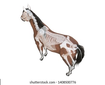 3d rendered medically accurate illustration of the horse anatomy - skeleton