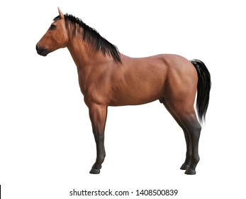 3d rendered medically accurate illustration of the horse anatomy 